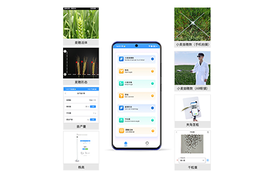 玉树藏族自治州小麦表型测量仪IN-XM05